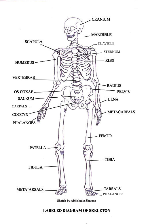 labeled skeleton diagram