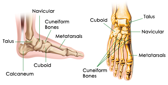 Diagrams - Foot Bones