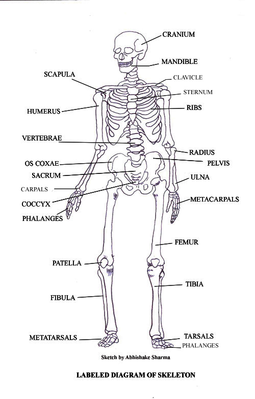 labeled skeletal system diagram