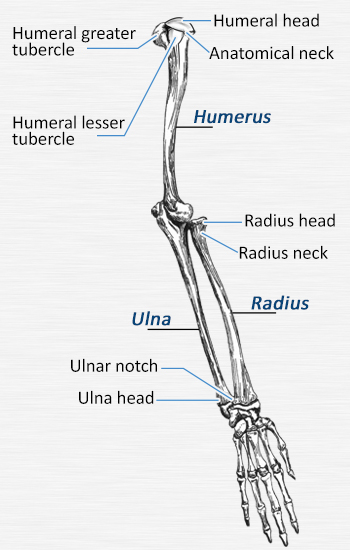Arm Bones Anatomy