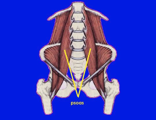 psoas muscles