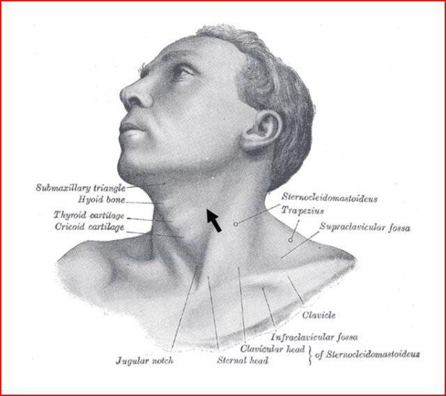 neck/throat 