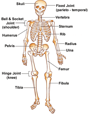 skeleton