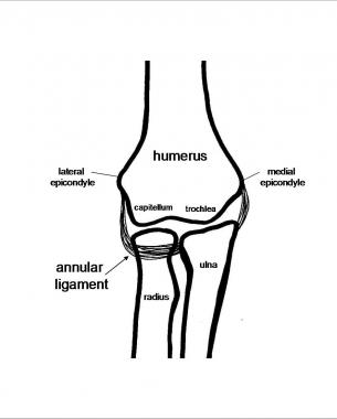 Elbow Anatomy 