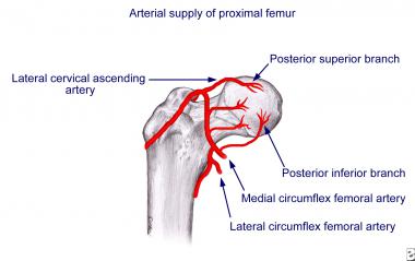 Arterial supply to head of femur in child. 