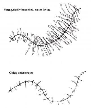 Hyaluronan long chains form a backbone for attract