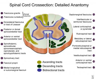 Spinal cord cross-section, detailed anatomy. 