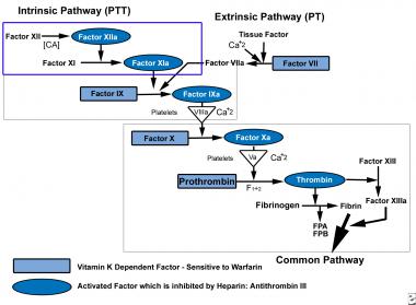 Coagulation pathway. 