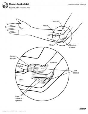 Elbow joint, anterior view. 