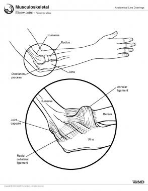 Elbow joint, posterior view. 