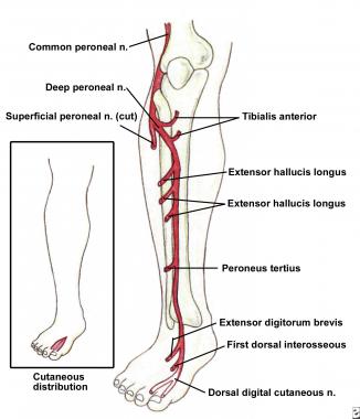 Deep peroneal nerve, branches, and cutaneous inner
