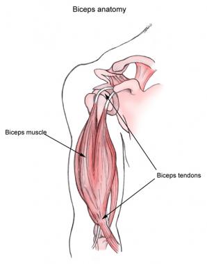 Biceps muscle and tendons.