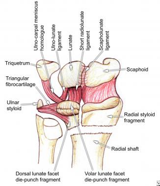 The medial complex, as described by Melone, consis