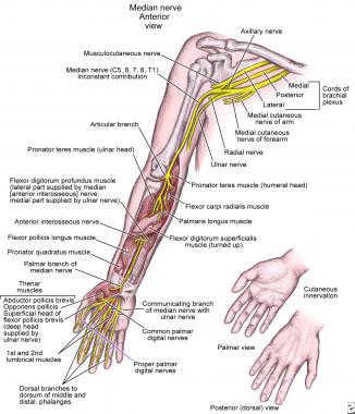Anatomy of median nerve along its course in upper 