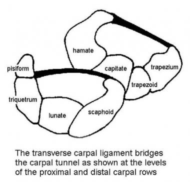 Cross sections of carpal canal at levels of proxim