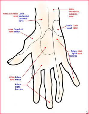 Superficial volar sensation of the hand 