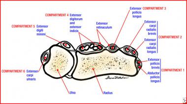 Sagittal section of extensor compartments 