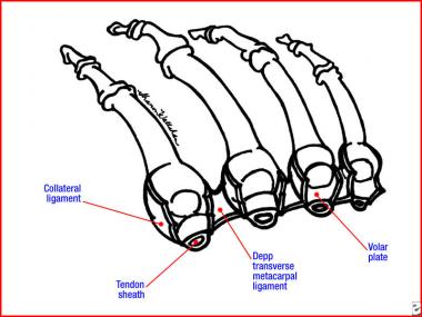 Metacarpophalangeal joints of the digits 