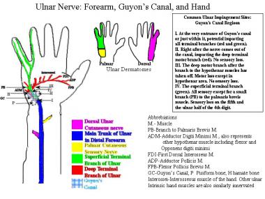 Diagram shows ulnar nerve distal to elbow region. 