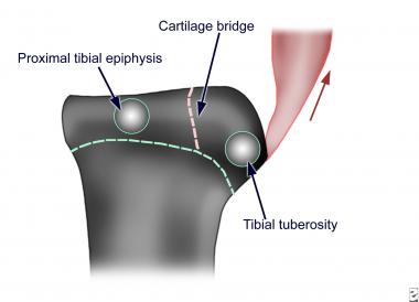 Ossification centers and epiphyseal cartilages of 