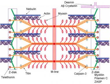 Schematic of the sarcomere with labeled molecular 