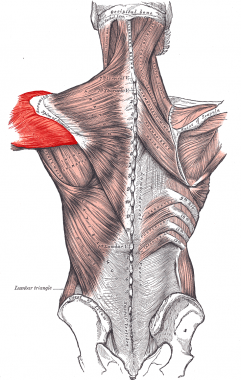 Deltoid muscle. 