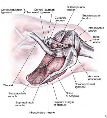 Rotator cuff anatomy. 