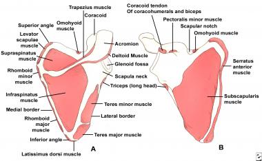 (Click Image to enlarge.) Scapular anatomy. Muscle