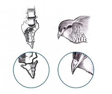 Coccyx as compared with cuckoo's beak. 