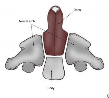 The axis has 5 primary and 2 secondary ossificatio