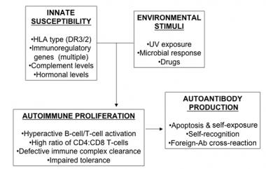 In systemic lupus erythematosus (SLE), many geneti