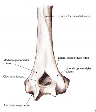 Supracondylar humerus fractures: anatomy. Note med