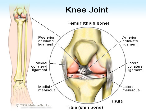 knee_joint