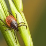 Tick-borne illnesses, Lyme disease, treated in mice with combination therapy