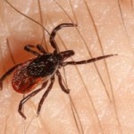 5lyme-disease-can-prevent-immune-system-from-developing-lasting-immunity-300x200