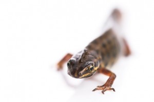 newts for osteoarthritis