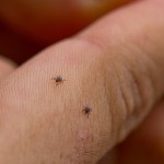 Lyme disease transmitted by ticks reported in nearly half of all U.S. counties