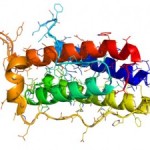 Fibromyalgia pain levels can be predicted by leptin, study