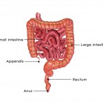 IBD, ulcerative colitis, and Crohn’s disease treatment potential with mucus in colon