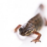 newts-for-osteoarthritis