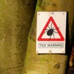 tick