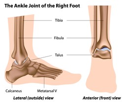Ankle Joint.jpg