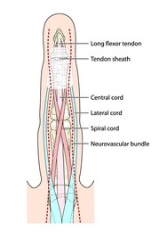 Finger_Anatomy.JPG