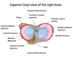 Collateral Ligament.jpg