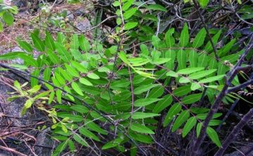 Boswellia para aliviar la artrosis - osteoartritis