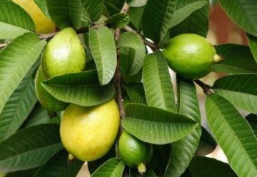 hojas de guayaba para curar la artritis reumatoide