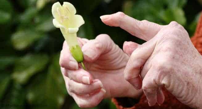 remedios herbarios ( plantas ) para la artritis reumatoide