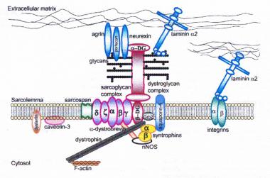 Limb-Girdle Muscular Dystrophy: Practice Essentials, Background, Pathophysiology